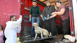 Enkazdan kurtarılan köpekler Muratpaşa'da tedavide