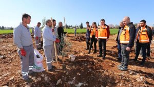 Tütüncü: Kepez'e 500 bin metrekarelik zeytin çiftliği kazandırıyoruz