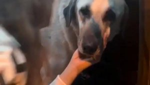 Servis şoförünün cinsel saldırıyla suçlandığı 'Cesur' köpek bulundu
