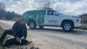 Sokak hayvanlarına reflektörlü tasma
