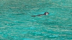 Kaş'ta Akdeniz fokları görüntülendi