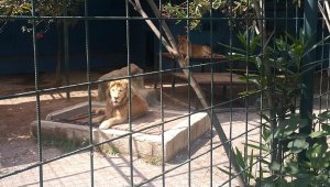 Selfie için kafese giren aileye saldıran aslan, çocuğun saçlı derisini kopardı