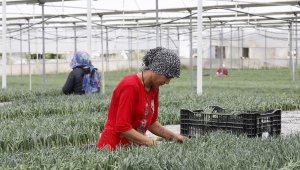 1 milyar dal kesme çiçekten 165 milyon dolar gelir hedefi