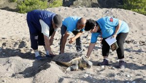 3 gönüllünün çeyrek asırlık caretta caretta mesaisi