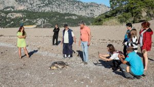 Deniz kaplumbağasının gündüz yuva çalışması için önlem aldılar