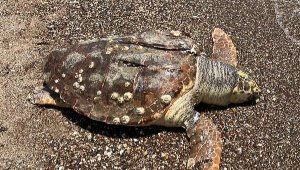 Hız teknesinin çarptığı caretta caretta öldü