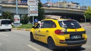 Köpeğin takside tehlikeli yolculuğu kamerada