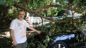 Tatile geldiği Antalya'da, otomobilinin üzerine ağaç devrildi