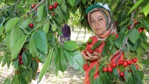 Altınyaka'da kiraz hasadı başladı