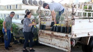 Büyükşehir Belediyesi 10 biner adet ceviz ve zeytin fidanı hibe etti