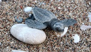 Hava şartları Çıralı'da canlı yavru caretta sayısını düşürdü