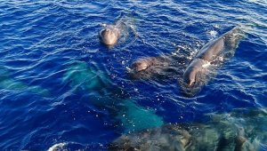 Kaş ve Fethiye açıklarında balinalar görüntülendi