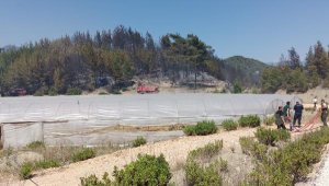 Kaş'ta 2 hektarlık kızılçam ormanı yandı