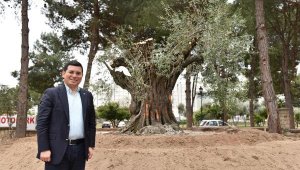 Kepez caddelerine 30 bin zeytin ağacı dikiliyor