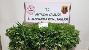 Ormanda kenevir yetiştirdiler