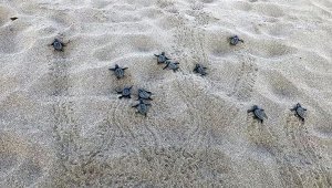 Patara'da yılın ilk yavru caretta carettaları denizle buluştu