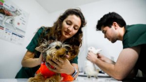 Sivrisinek ve pire kaynaklı öldürücü parazit vakalarında artış