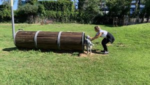 Yenilenen köpek parkı ile candostların keyfi yerinde