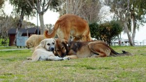 'Başıboş köpekler için ormanda yer ayıralım' önerisi
