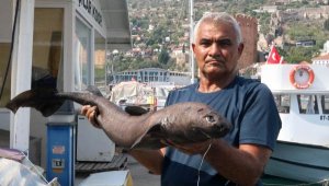 Alanya'da 'Ninja Lanternshark' türü köpek balığı yakalandı