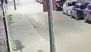 Antalya'da, başıboş 2 köpeğin kediyi boğduğu anlar kamerada