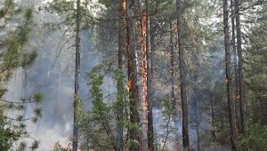 Antalya'da orman yangını