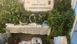 Jandarmadan uyuşturucu operasyonu