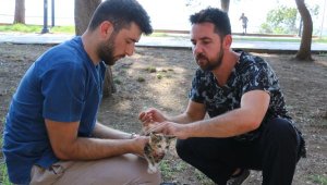 Kaleiçi'nde kedi ve köpeklere iç-dış parazit ilaçlaması