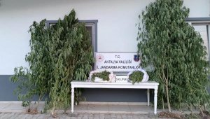 Manavgat'ta uyuşturucu operasyonu