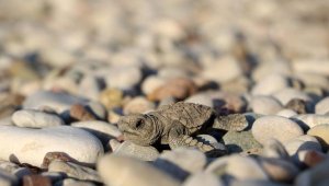 Çıralı'da denizle buluşan yavru caretta sayısı yüzde 38 arttı