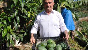 12 yıl önce diktiği mango ağaçları gelir kaynağı oldu