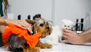 Antalya'da kedi ve köpekler için sağlık sigortasına yoğun ilgi