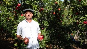 'Nar üretimi son 10 yılda azaldı'