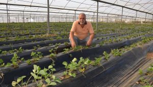 Serik'te çilek dikimine başlandı