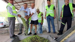 Zeytinde yüzde 70 rekolte kaybı