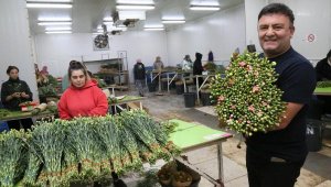 Antalya'dan Avrupa'ya 20 milyon dolarlık Noel çiçeği