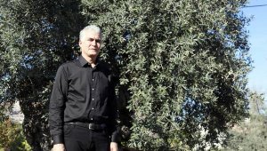 Kuraklıktan 1200 yaşındaki anıt ağaç da etkilendi, verimi yarı yarıya azaldı