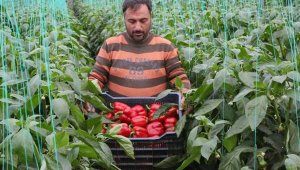 Örtüaltı hasat başladı, fiyatlardaki düşüş yüzde 50'yi buldu