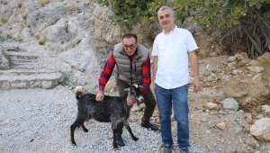 Tedavi edilen keçi doğaya bırakıldı