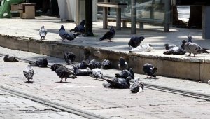 Meydanlarda beslenen güvercin ve kumrular, 'kuş gribi' tehlikesini artırıyor
