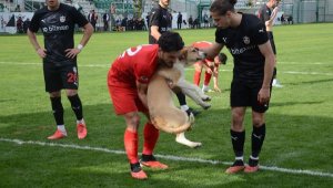 Sahaya giren köpeği futbolcular çıkardı