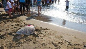 Sinyali kesilen caretta 'Tuba', yazın Dalyan'a bekleniyor