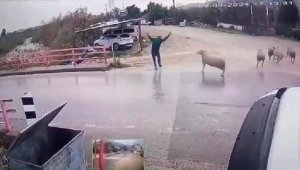 Yolda yürürken koçun saldırısına uğradı