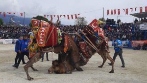 Demre'de deve güreşleri düzenlendi