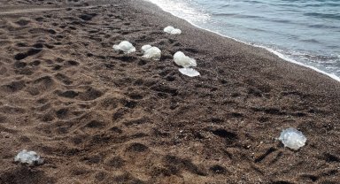 Antalya'da yüzlerce denizanası kıyıya vurdu