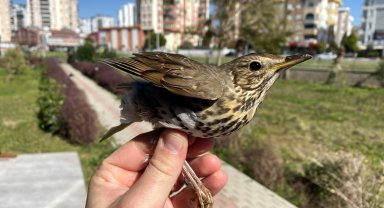 Göçmen kuş ölümlerinin yüzde 87'si insan kaynaklı