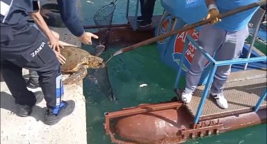Misinaya dolanan deniz kaplumbağasını vatandaş kurtardı