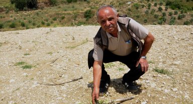 Arazisine diktiği 1100 zeytin fidanı traktörle ezildi