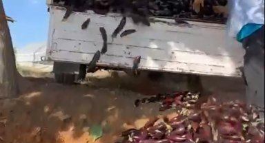 Düşük fiyat veren komisyonculara kızıp bir kamyonet patlıcanı çöpe döktü