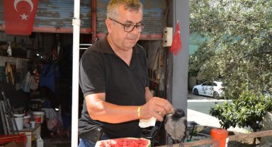 Uçamaz halde bulup, sahiplendiği yavru kargayı elleriyle besliyor